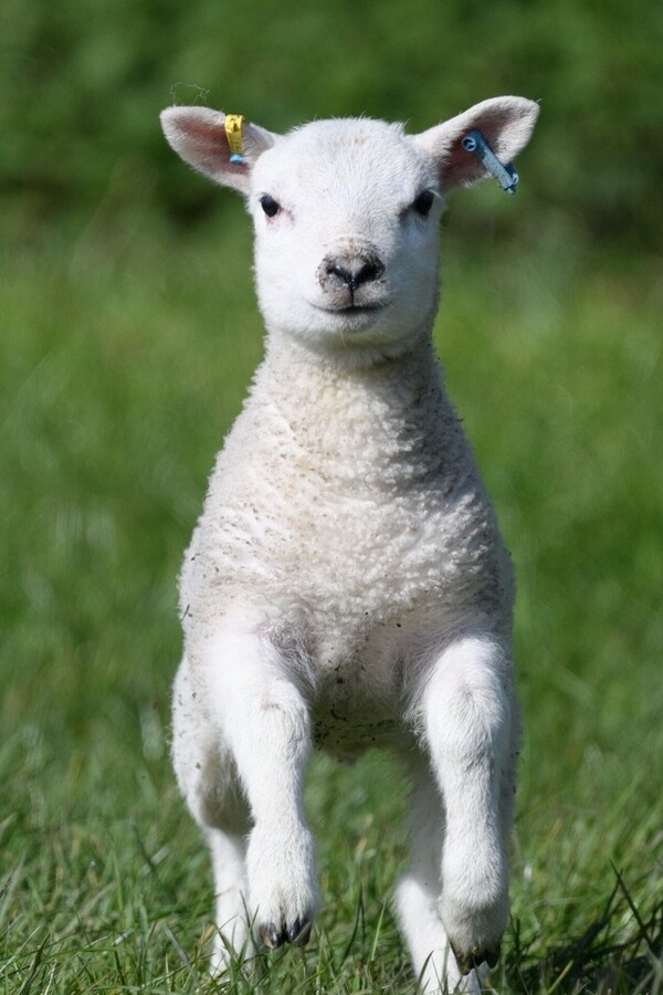 Spring Lamb